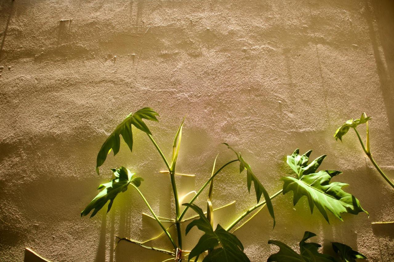 Hotel Koox Jool バカラル エクステリア 写真